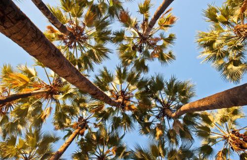 Epupa Other | Omarunga Epupa-Falls Campsite