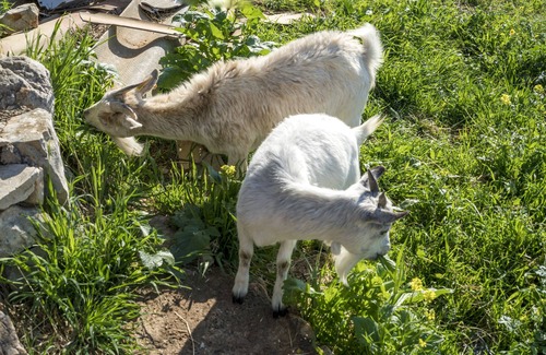 La Verdiere Cottage | ORGANICALLY-GROWN AGRICULTURAL ESTATE - Absolute comfort and calm