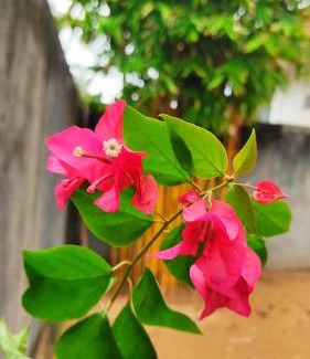 Matara House | Oshans Home - Guest House - Polhena