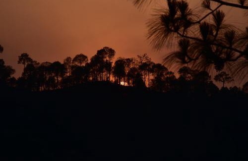 Kasauli Apartment | Palm Tree Paradise Retreat