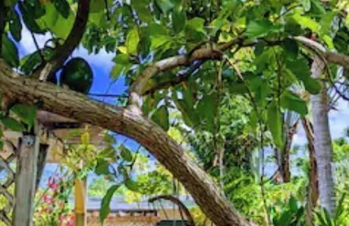 Emerald Hills House | Paradise Garden Retreat near Hard Rock + Heated Pool + BBQ