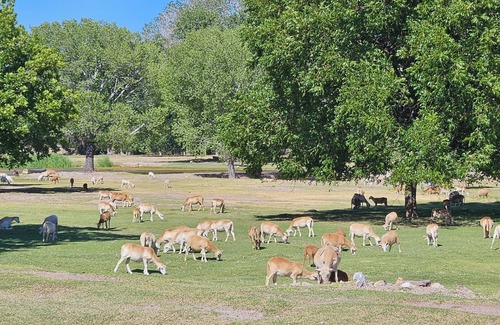 Caliente RV Rental | Pasture Bedtime: Sleep With the Sheep at Weber Ranch