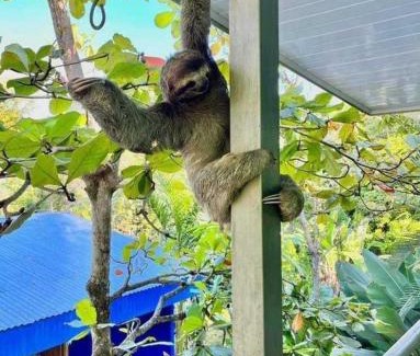 Manuel Antonio Hotel | Peace of Paradise Free park tour & Free breakfast