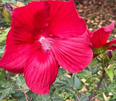 Vierzon Apartment | Peaceful apartment