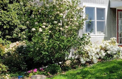 Newtown Other | Peaceful farm house surrounded by paddocks, trees, gardens. Conveniently located