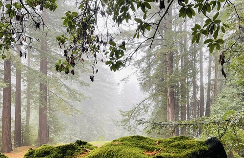 Los Gatos Apartment | Peaceful Guest Suite in 45acre Redwood Retreat WiFi
