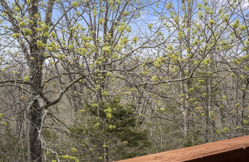 Branson West Condo | Peaceful Views and Sweet Dreams - Condo near Silver Dollar City