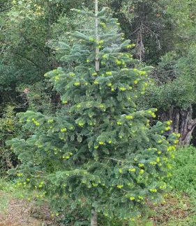 Perithiotissa House | Penelope's Guest House