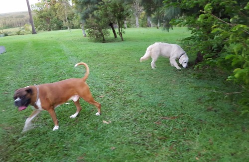 Kings Forest Apartment | Pet Friendly-Adults Only, Kingscliff, Tropical Coast Retreat, Hinterland Suite