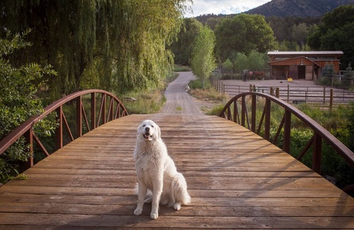 New Castle House | Pet Friendly Contemporary Ranch Home with Stunning Views on Main Elk Creek!
