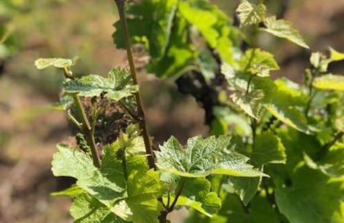 Villie-Morgon Apartment | Petit Gîte de Javernières Rez de jardin