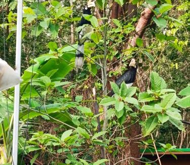 Ko Phaluai Other | PhaluayCamping