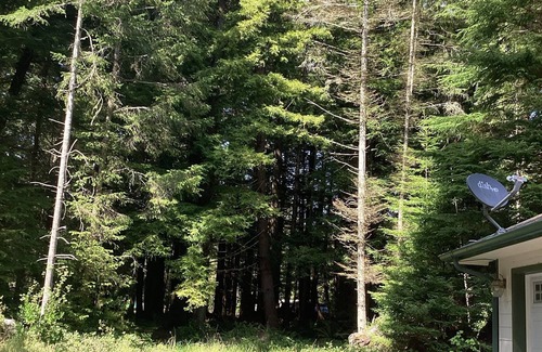 Fort Dick House | Picturesque forest homes