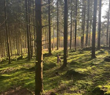 Hoor Municipality House | Pine Hill