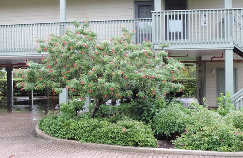 Bokeelia Condo | Pine Island Condo in beautiful Bokeelia, Florida 2 bed, 2 1/2 bath, w/boat dock