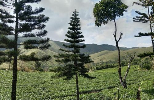 Elappara House | Pine Trees Home Holidays