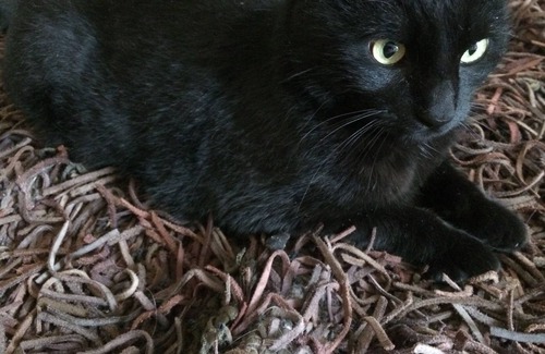 Paranhos Bed & Breakfast | Pink Taffiny Oporto City