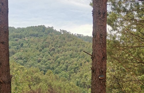 San Sebastian Rio Hondo Cabin | PINOS MAGICOS Cabin