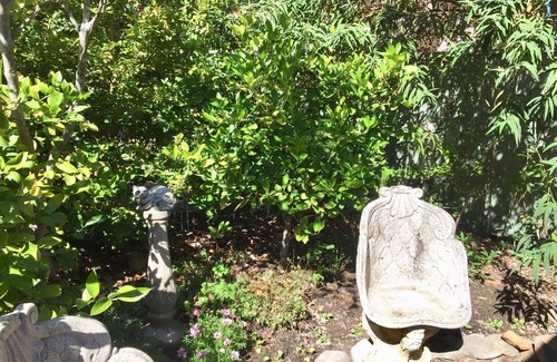 Leura Cottage | Pixie Cottage Self-Contained-10 mins stroll to Leura/Quiet St