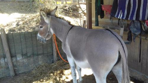 Sorrezzana House | Poggio delle Capre