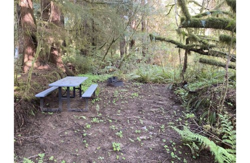 Forks RV Rental | Primitive Tent Site in Enchanted Rain Forest - Site #4