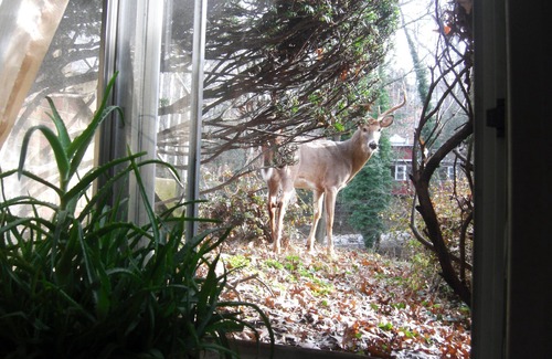 Crestwood Apartment | Private Retreat. Apartmnt in DC- 3 miles to the White House. Pets are welcome!