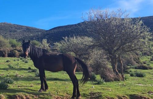 Tresnuraghes Bed & Breakfast | Profumo di Calicanto