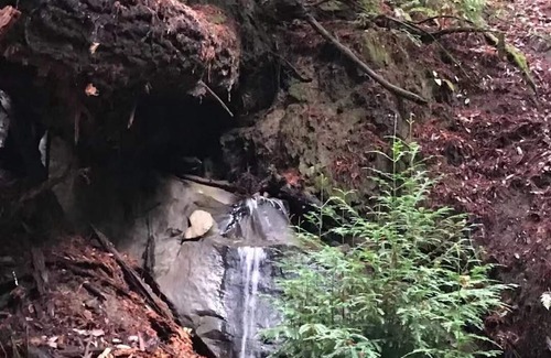 Los Gatos Cabin | Quiet Small Rustic Camping Cabin, Large Lot, Redwoods in 45acre Mountain Retreat