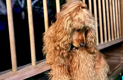 Guarne Cabin | Quimera Ecolodge Cabana - 7 min JMC Airport