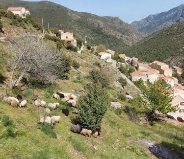 Asco Bed & Breakfast | Résidence E CIME ASCO Locations de studios meublés