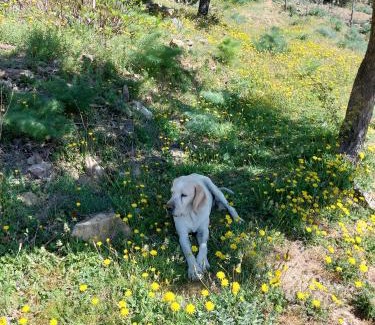 Asco Bed & Breakfast | Résidence E CIME ASCO Locations de studios meublés