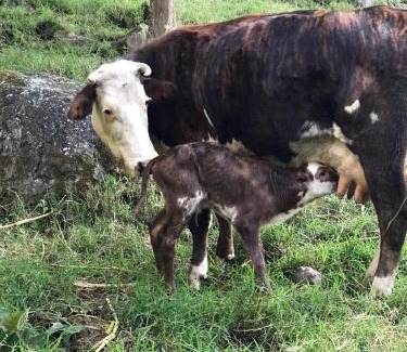 Fusagasuga Ski Chalet | Raíces Agrorefugio