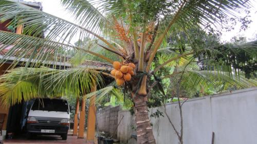 Tangalle Bed & Breakfast | Ranith Villa