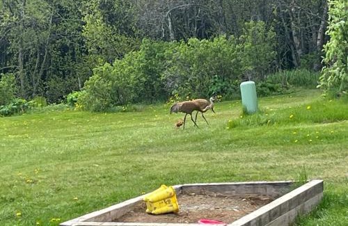 Homer House | Raspberry Cottage