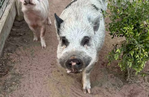 Cedar Creek Cabin | Relaxing stay on a Modern Ranch