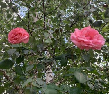 Royat Apartment | RESIDENCE ROKIA - Au fil de l*eau