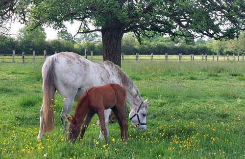 La Ferte-en-Ouche Cottage | Restored country house with pets allowed and WiFi in tranquil equestrian setting