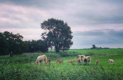 Amsterdam North House | Rina's House - authentiek houten gastenverblijf