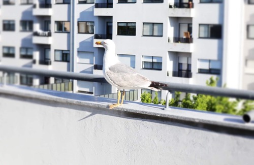 Lordelo do Ouro e Massarelos Apartment | River & Ocean – Cozy independent Studio