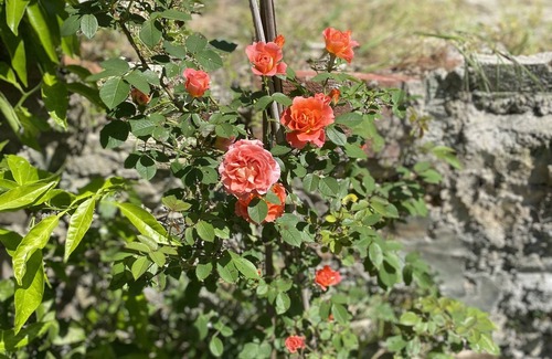 San Leonardo in Treponzio Cottage | Romantic Escape in the Countryside. 10 minutes away from Lucca!