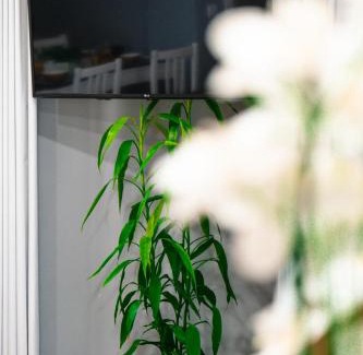 Machico Apartment | Rose House By Atlantic Holiday
