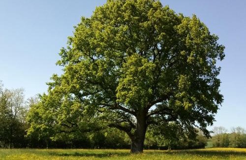 Mortagne-au-Perche Other | Roulotte Poulette