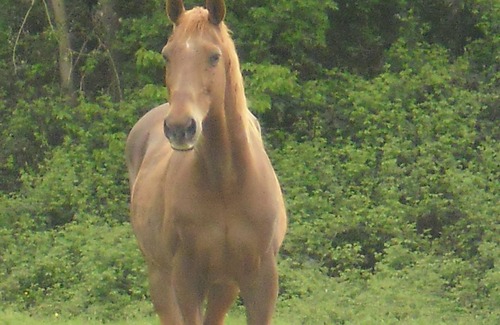 Paulmy House | Rural lodging in South Touraine