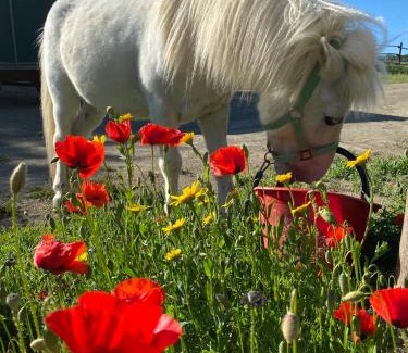 San Lorenzo Nuovo Apartment | San Biagio