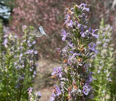 San Lorenzo Nuovo Apartment | San Biagio