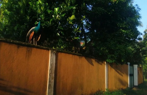 Kamburugamuwa House | Saveshka Villa
