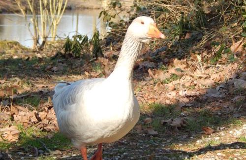 Uebach-Palenberg Apartment | Schloss Rimburg - Adventures & Residences