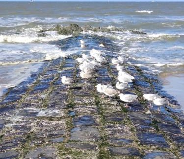 Bredene House | SeaLodge4you