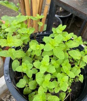 Thong Krut House | Sean Sabai Home e Ristobar