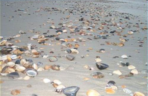 Indian Pass House | Seaside Searenity